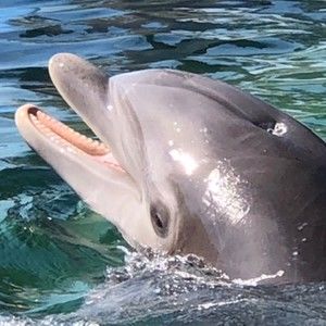 Meet your Posher, Paul